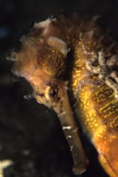 Thorny Seahorse with a brittlestar on its neck by Richard Smith 